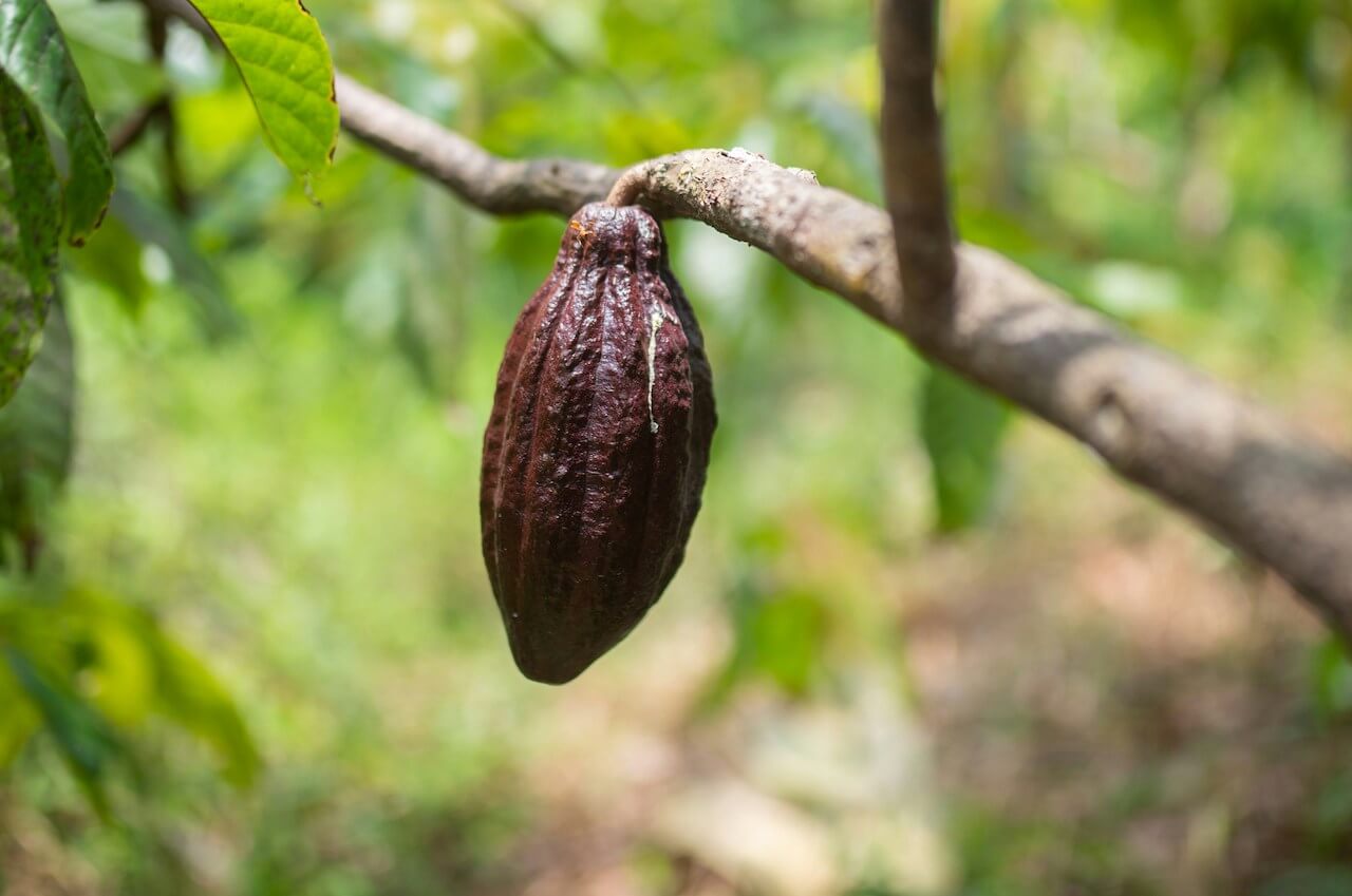Cacao