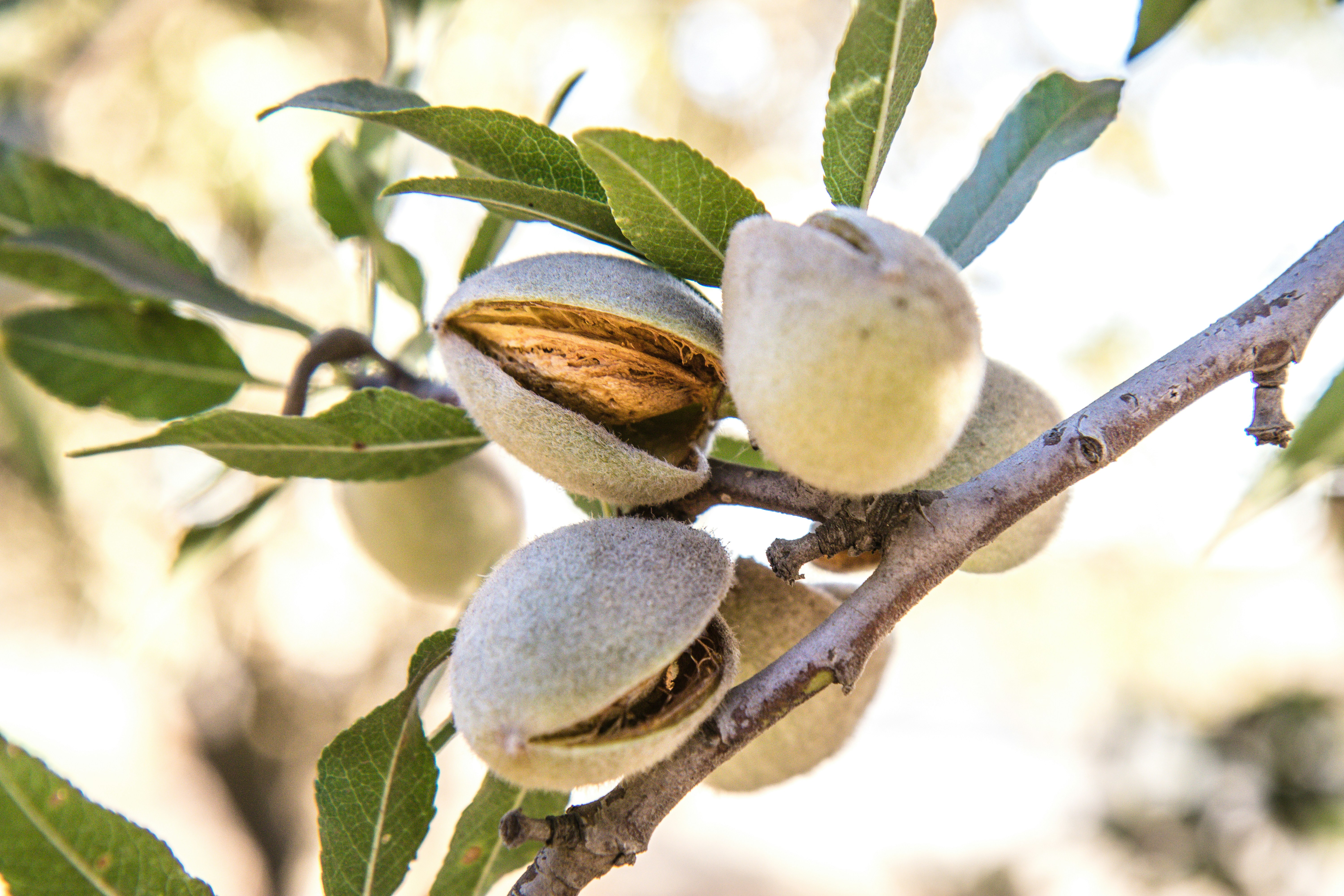 Amandes blanchies bio 1kg