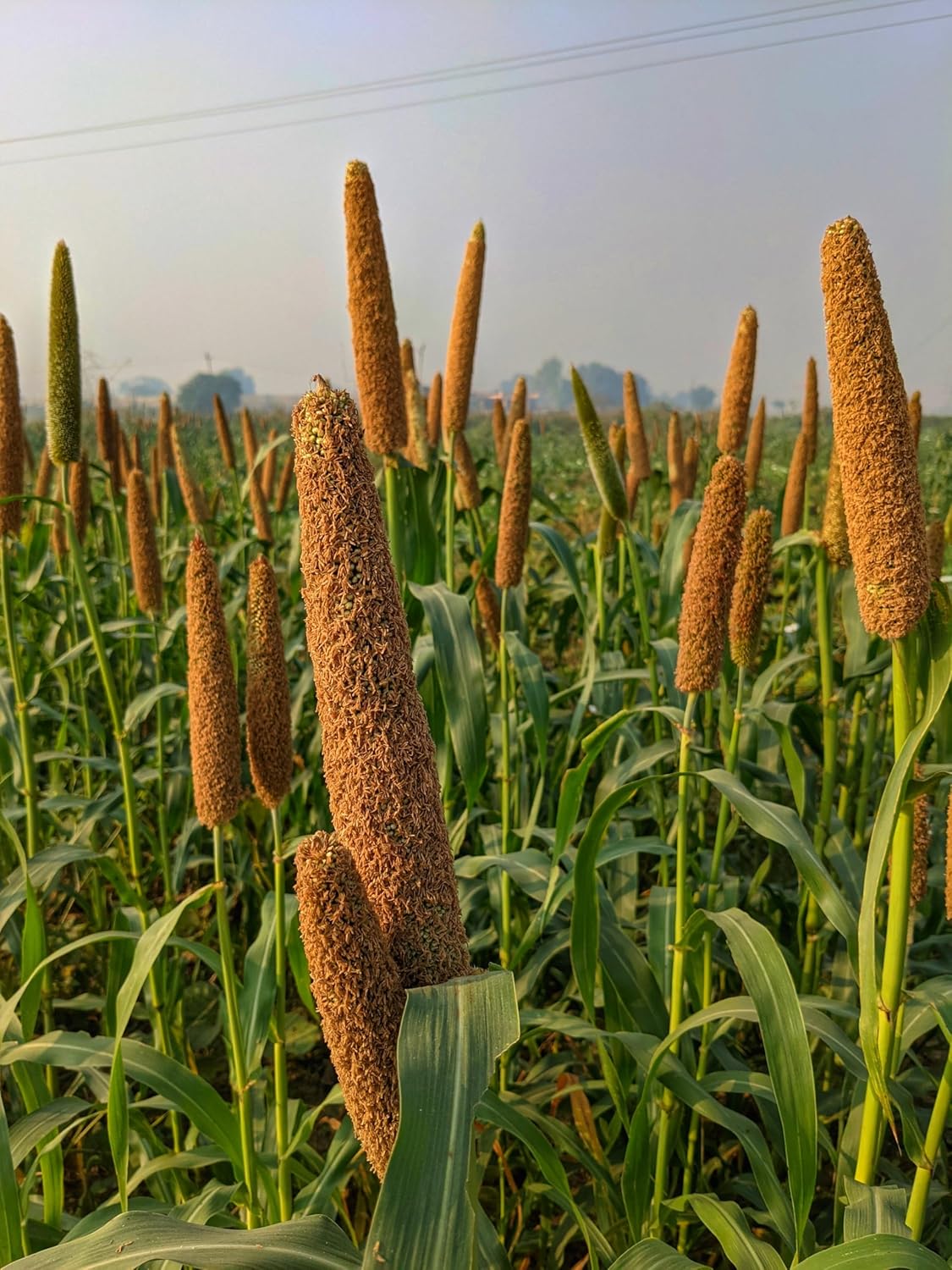 Millet bio décortiqué 500g