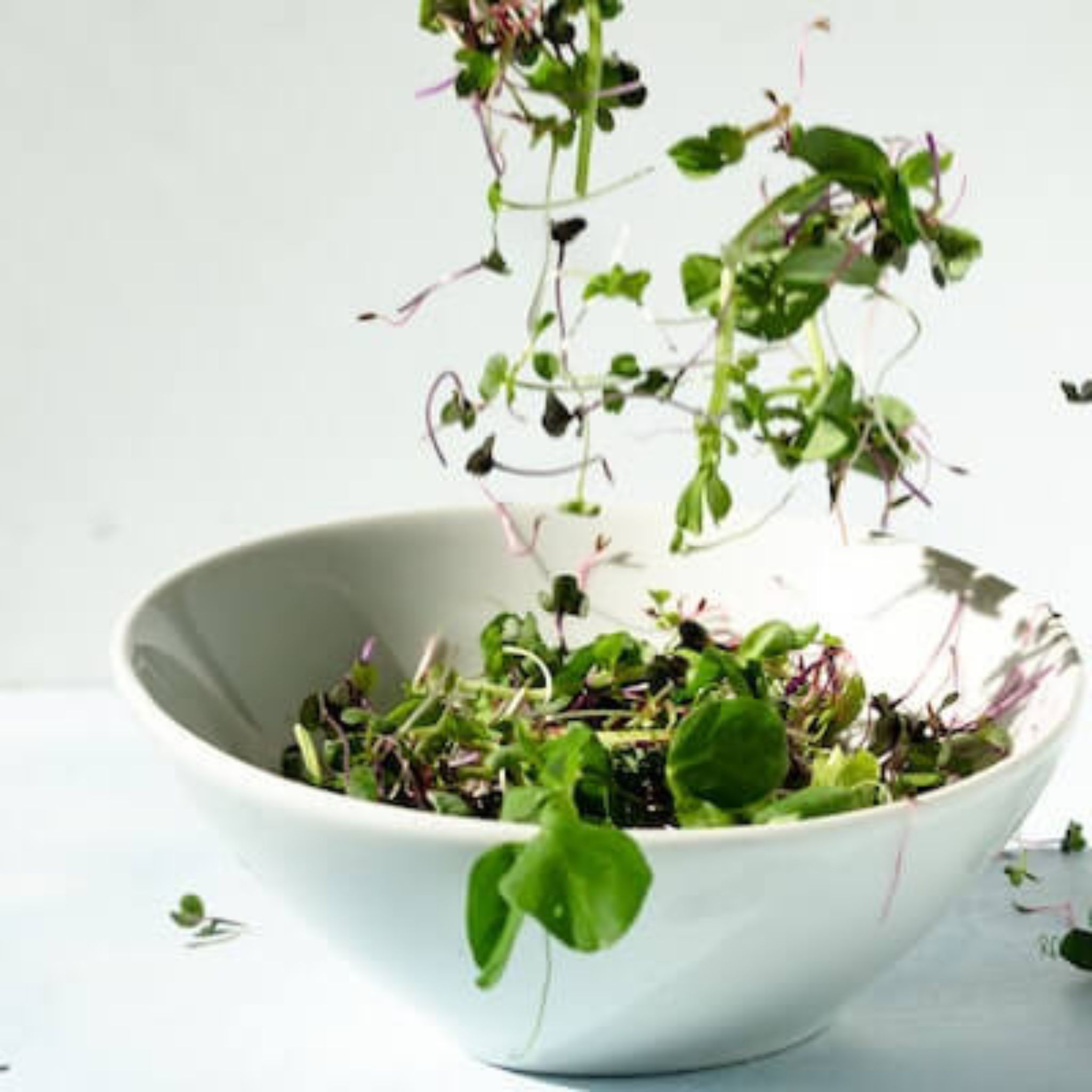 Graines de brocoli bio 1kg