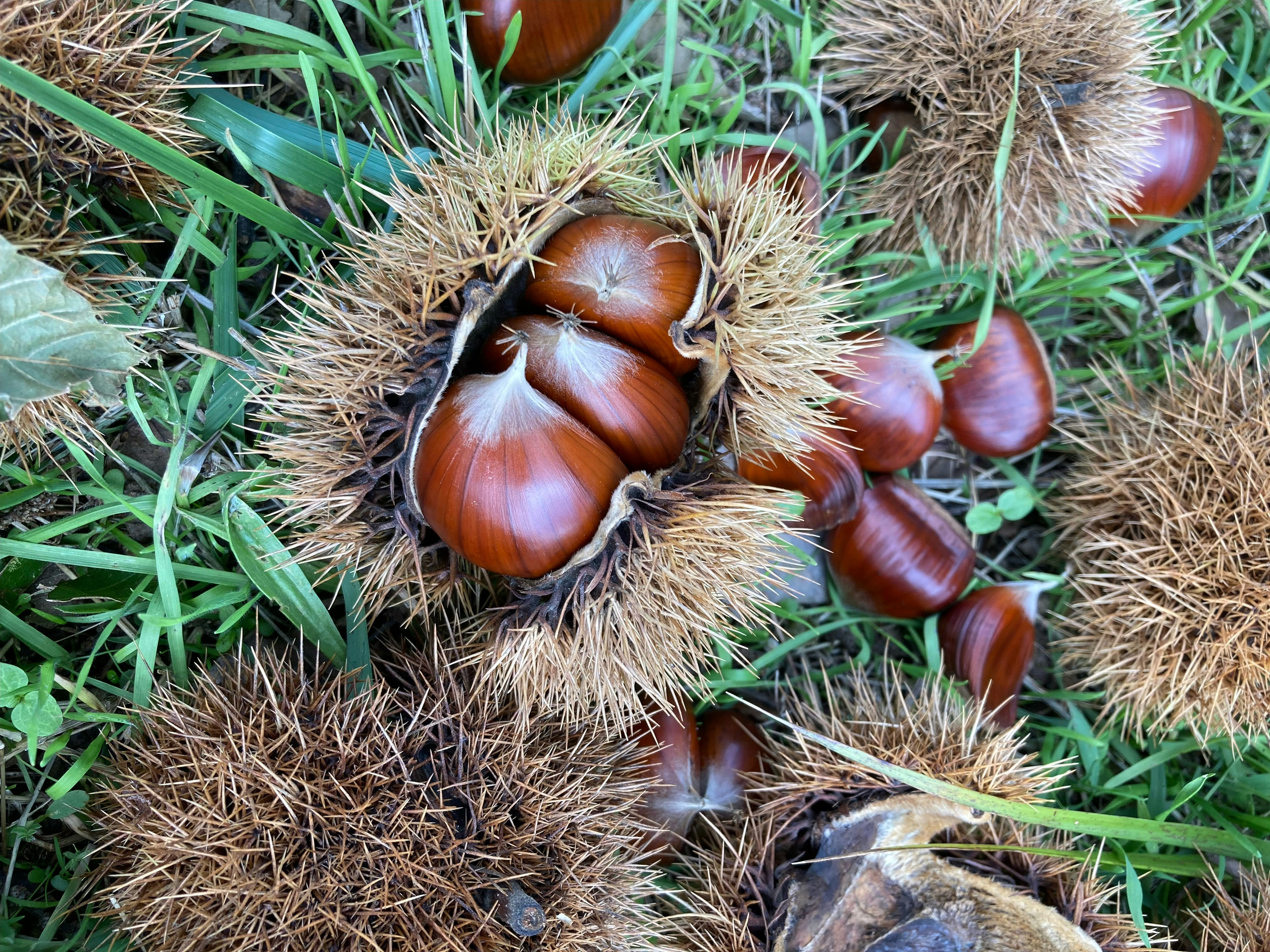 Bio Kastanienmehl 1kg