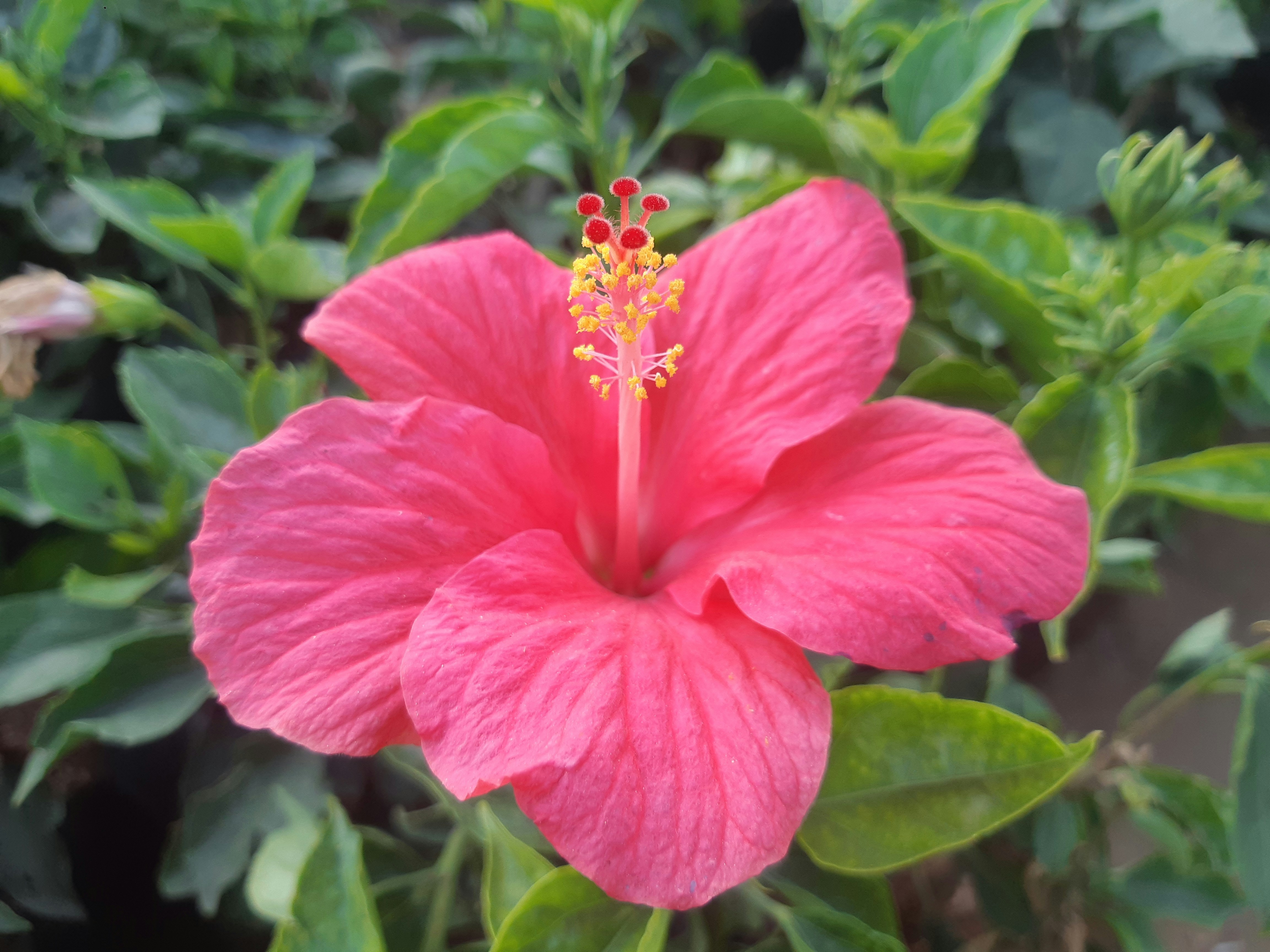 Bio Hibiskusblüten ganz 1kg