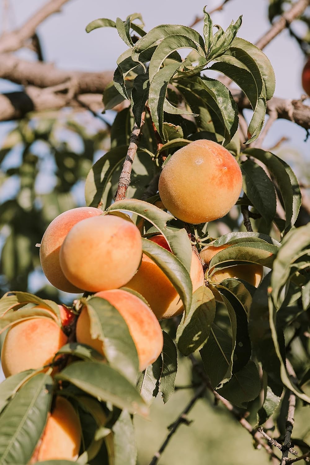 Abricots bio