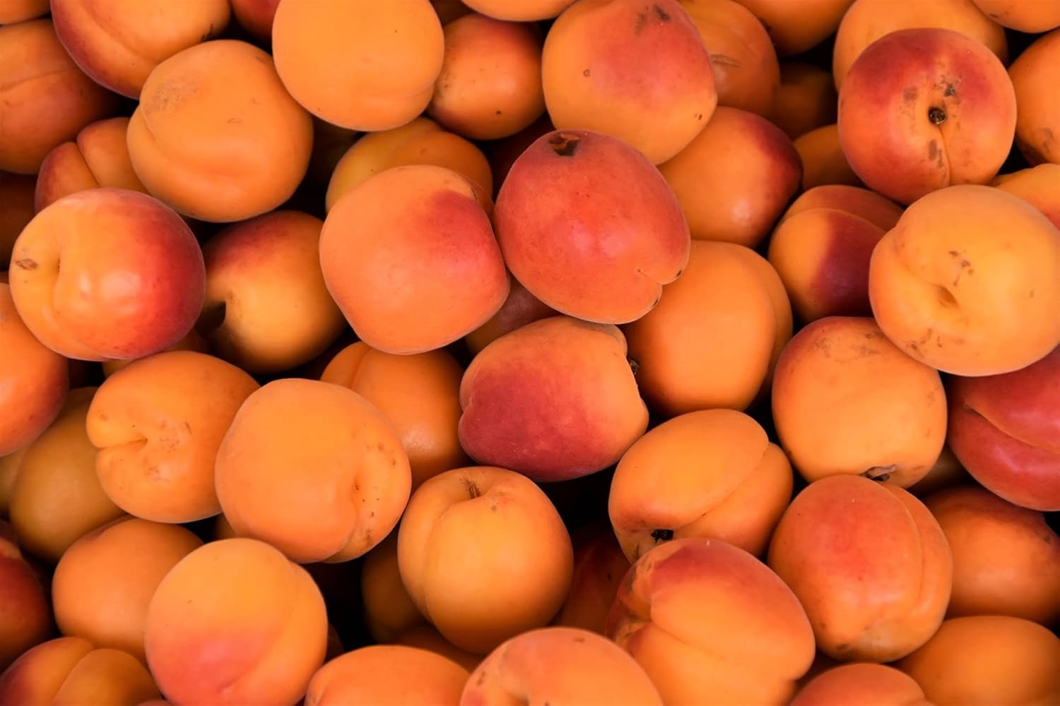 Abricots bio