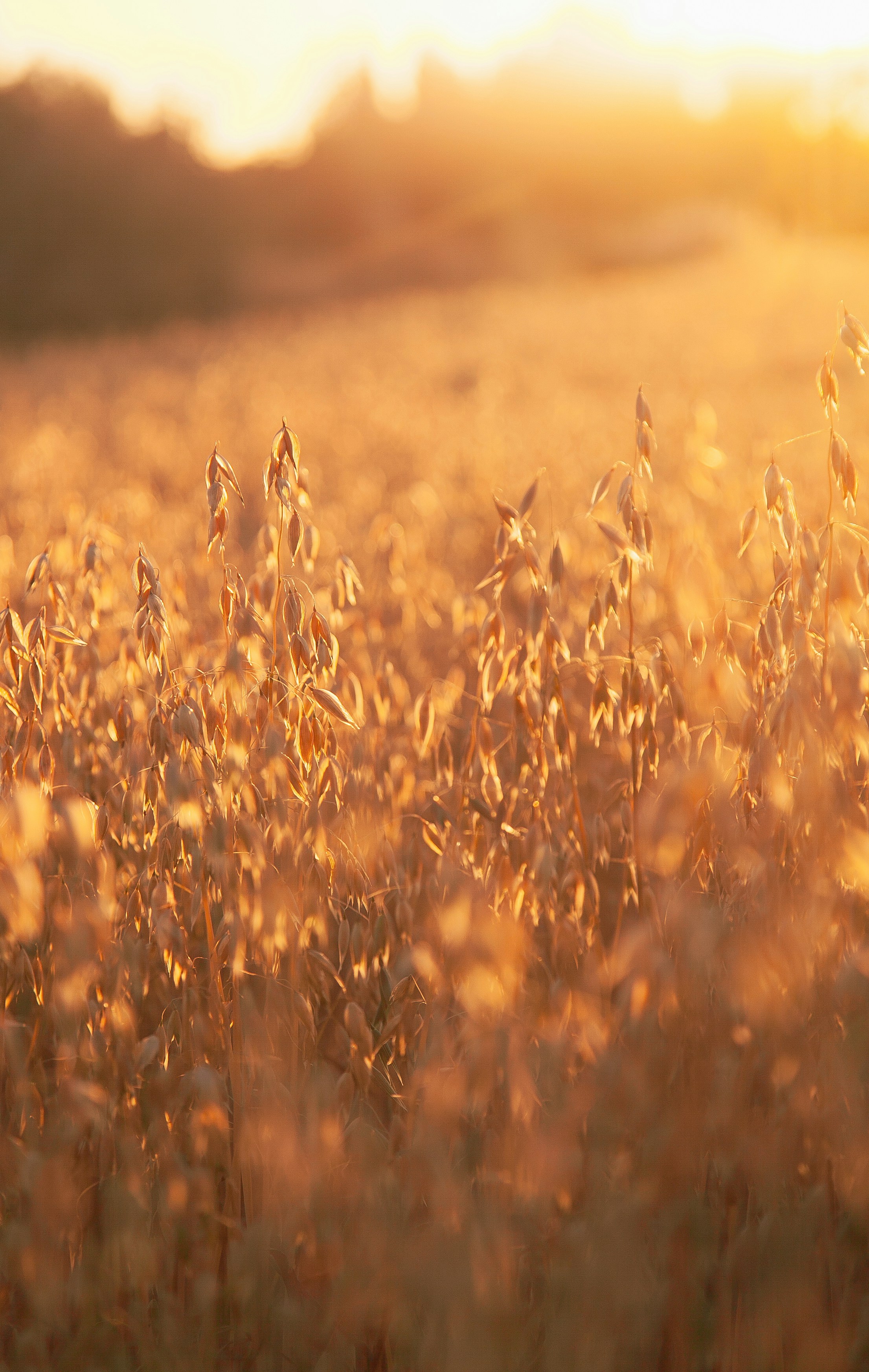 Avoine décortiquée bio 500g