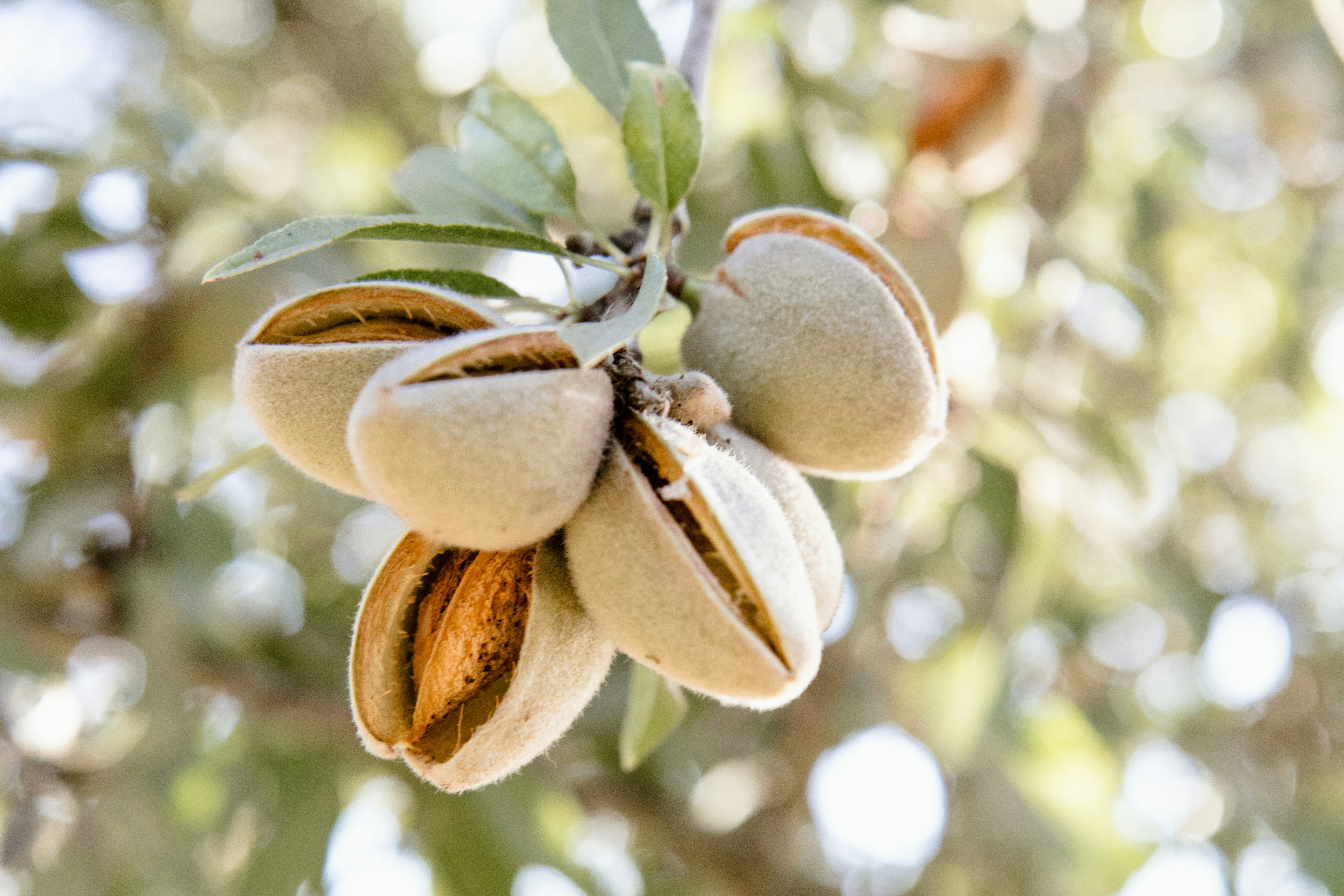 Amandes bio 1kg